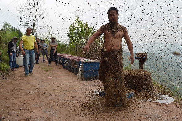 Gần nửa triệu con ong phủ kín người đàn ông - ảnh 2